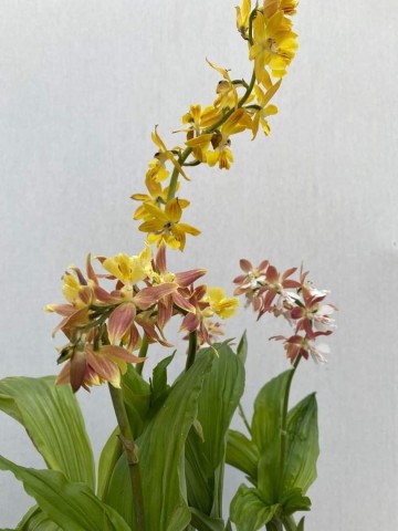 Calanthe sieboldii  geel bronze rizoom 3