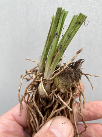 Calanthe sieboldii  geel bronze rizoom 4