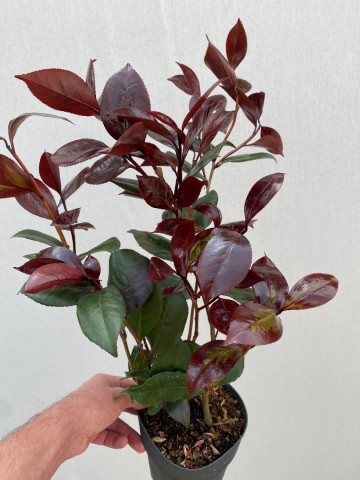 Camellia japonica femme fatale 5