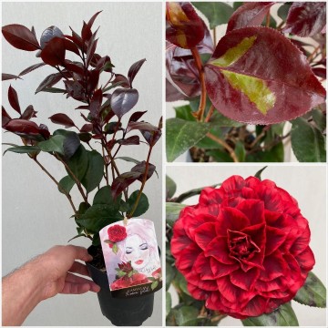 Camellia japonica femme fatale