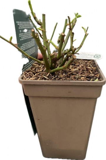 Charles darwin foto lakei rozen 1