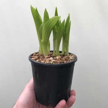 Cypripedium pubescens roze 2