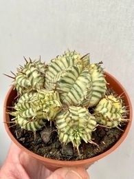 Euphorbia meloformis variegata 1