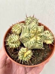 Euphorbia meloformis variegata 2