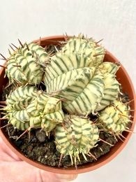 Euphorbia meloformis variegata 4