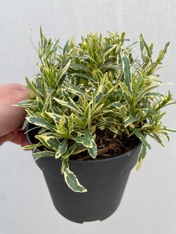 Gardenia golden crown 3