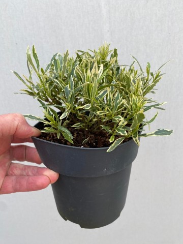 Gardenia golden crown 4