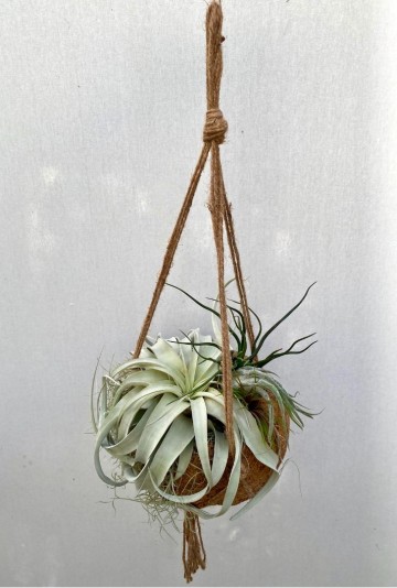 Kokodama met tillandsia large 2