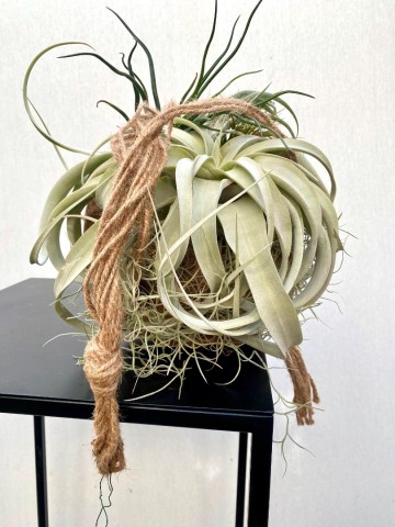 Kokodama met tillandsia large 4