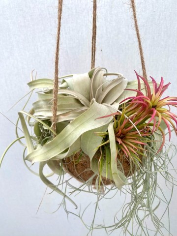Kokodama met tillandsia medium 1