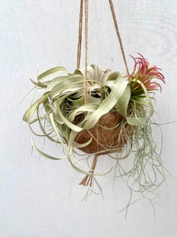 Kokodama met tillandsia medium 2