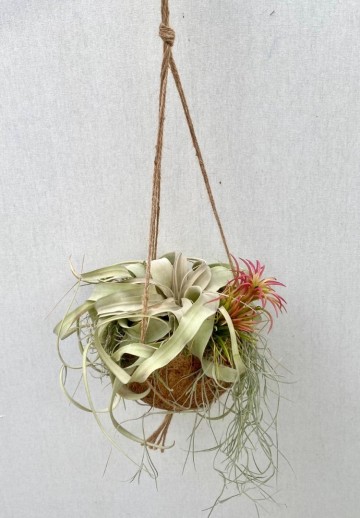 Kokodama met tillandsia medium 3