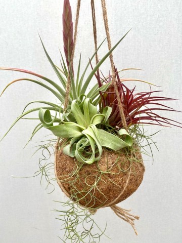 Kokodama met tillandsia nr 001 3