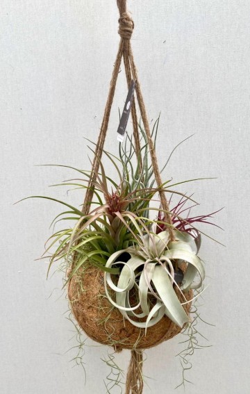 Kokodama met tillandsia nr 002 1