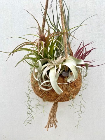 Kokodama met tillandsia nr 002 2