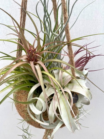 Kokodama met tillandsia nr 002 3