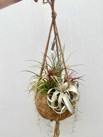 Kokodama met tillandsia nr 002 4