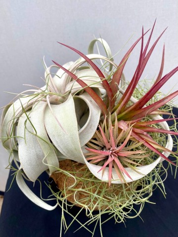 Kokodama met tillandsia nr 004 1