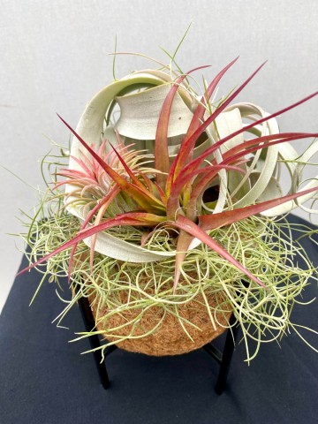 Kokodama met tillandsia nr 004 2