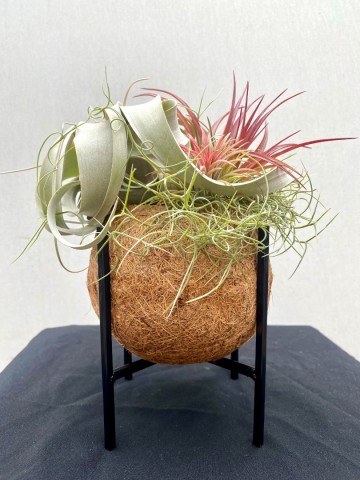 Kokodama met tillandsia nr 004 3