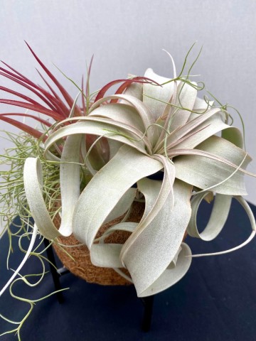 Kokodama met tillandsia nr 004 4