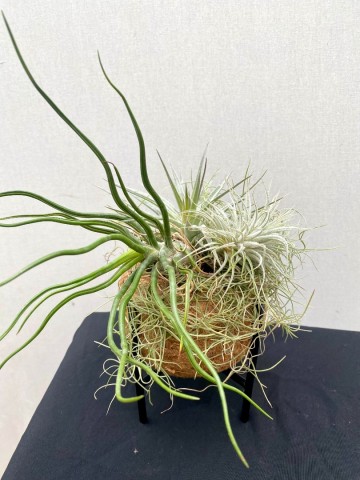 Kokodama met tillandsia nr 006 2