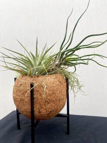 Kokodama met tillandsia nr 006 4
