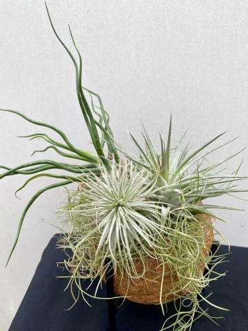 Kokodama met tillandsia nr 006 5