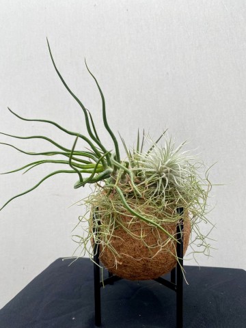 Kokodama met tillandsia nr 006 6