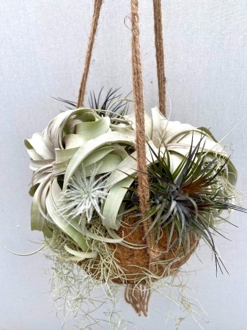 Kokodama met tillandsia nr 007 1