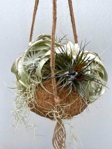 Kokodama met tillandsia nr 007 2