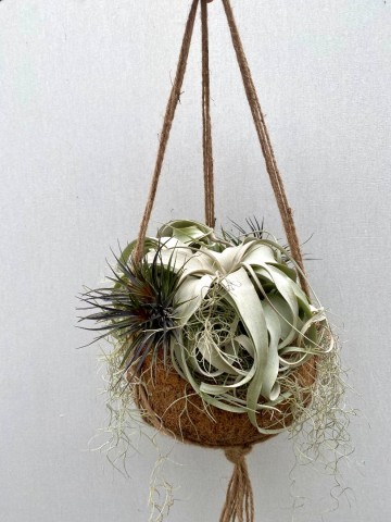 Kokodama met tillandsia nr 007 3