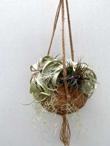 Kokodama met tillandsia nr 007 4