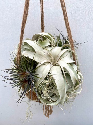 Kokodama met tillandsia nr 007 5