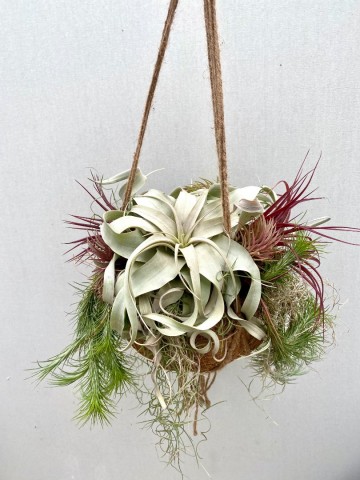 Kokodama met tillandsia nr 008 1