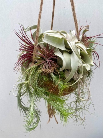 Kokodama met tillandsia nr 008 2