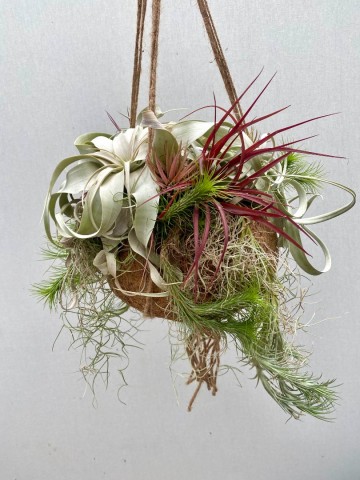 Kokodama met tillandsia nr 008 3