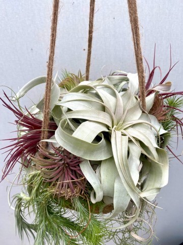 Kokodama met tillandsia nr 008 4
