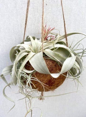 Kokodama met tillandsia small 1