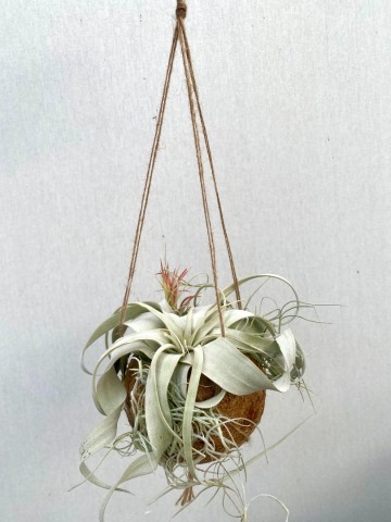 Kokodama met tillandsia small 2