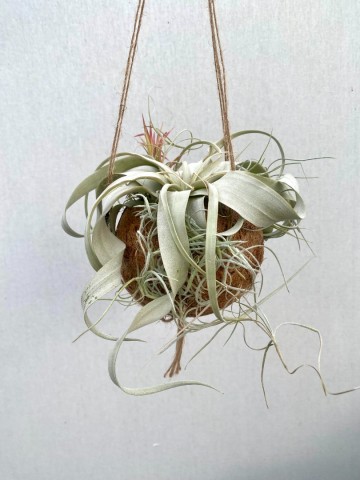 Kokodama met tillandsia small 3