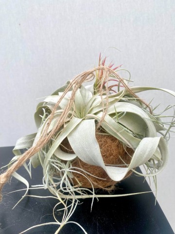 Kokodama met tillandsia small 4
