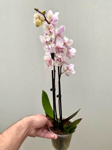 Phalaenopsis hybride nr 12 1