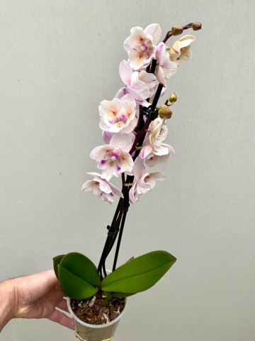 Phalaenopsis hybride nr 12 2