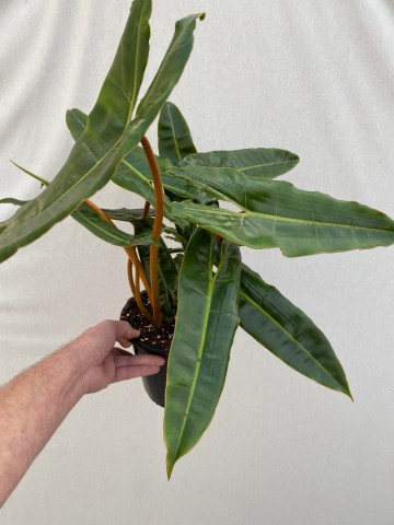 Philodendron billietiae xxl  5