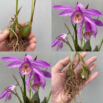 Pleione rizoom