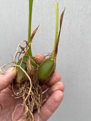 Pleione roze rizoom 3