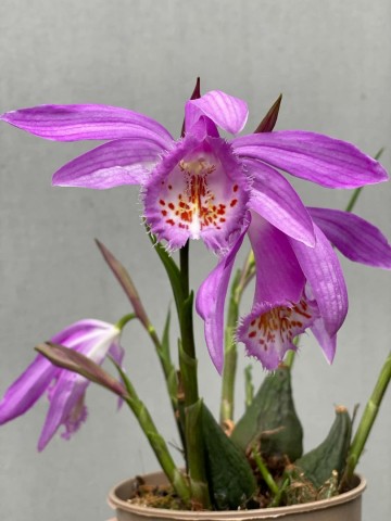 Pleione roze tuinorchidee winterhard