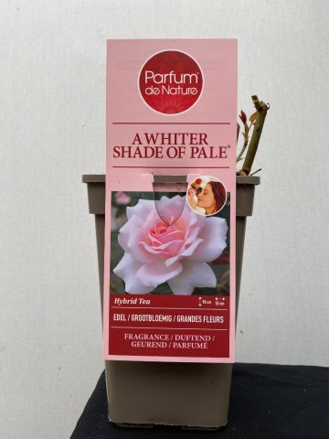 Rosa a whiter shade of pale parfum de nature 3