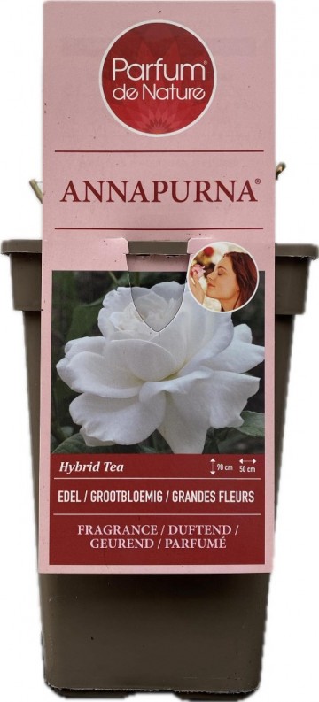 Rosa annapurna parfum de nature foto lakei rozen 2